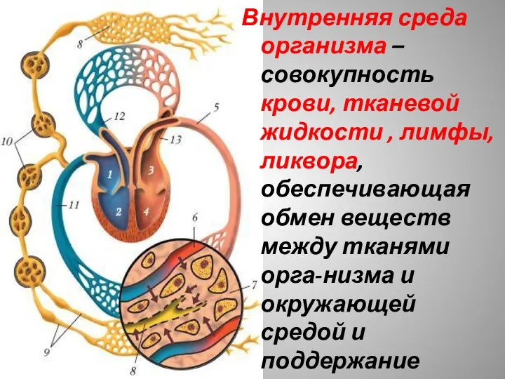 Внутренняя среда организма – совокупность крови, тканевой жидкости , лимфы, ликвора, обеспечивающая