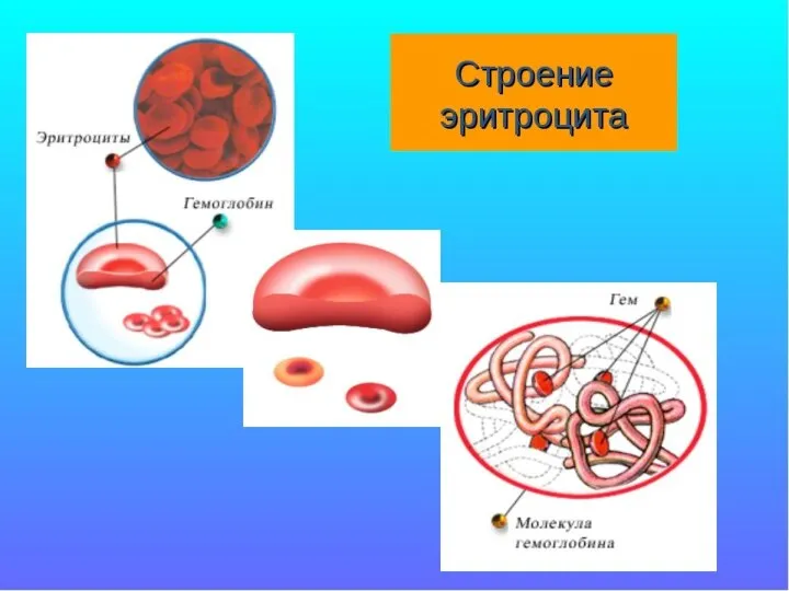 безЪядерная клетка с гемоглобином