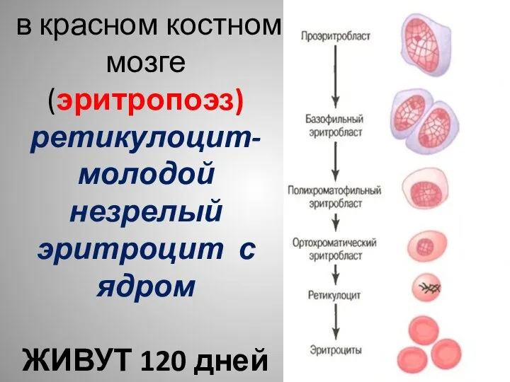 ОБРАЗУЮТСЯ- в красном костном мозге (эритропоэз) ретикулоцит- молодой незрелый эритроцит с ядром ЖИВУТ 120 дней