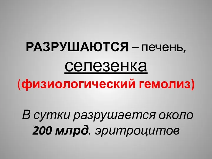 РАЗРУШАЮТСЯ – печень, селезенка (физиологический гемолиз) В сутки разрушается около 200 млрд. эритроцитов