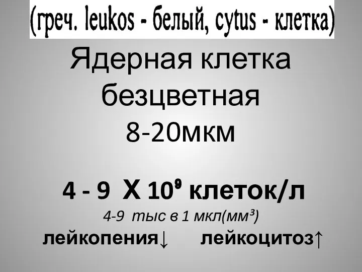 Ядерная клетка безцветная 8-20мкм 4 - 9 Х 10⁹ клеток/л 4-9 тыс