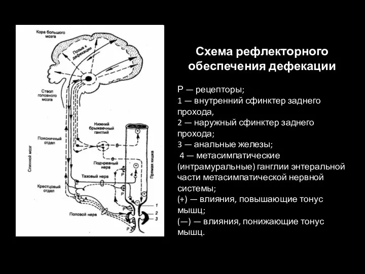 Схема рефлекторного обеспечения дефекации Р — рецепторы; 1 — внутренний сфинктер заднего