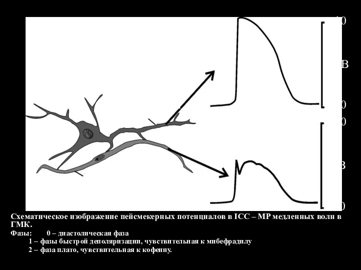 Схематическое изображение пейсмекерных потенциалов в ICC – MP медленных волн в ГМК.