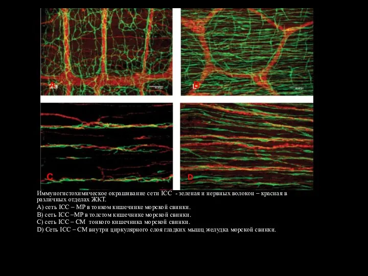 Иммуногистохимическое окрашивание сети ICC - зеленая и нервных волокон – красная в