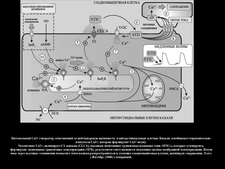 Цитозольный Са2+ генератор, отвечающий за пейсмекерную активность в интерстициальных клетках Кахаля, освобождает