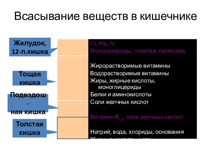 Всасывание веществ в кишечнике