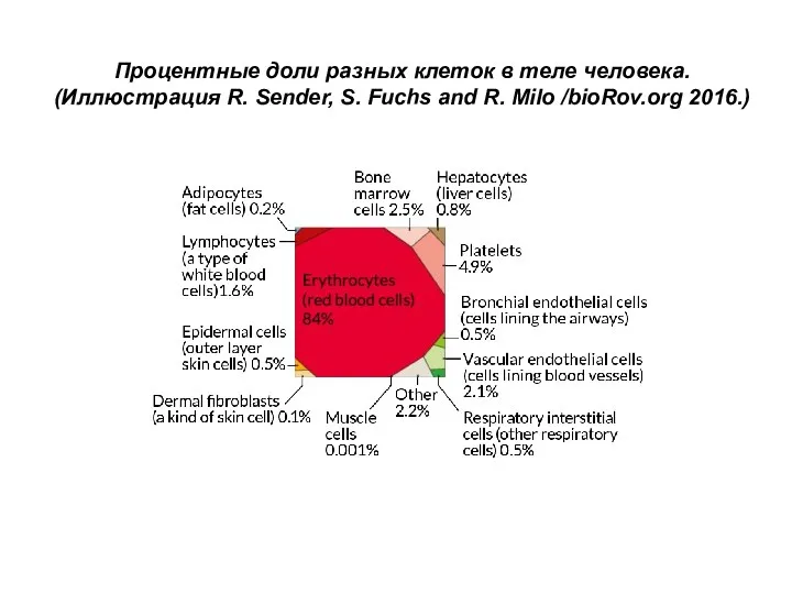 Процентные доли разных клеток в теле человека. (Иллюстрация R. Sender, S. Fuchs