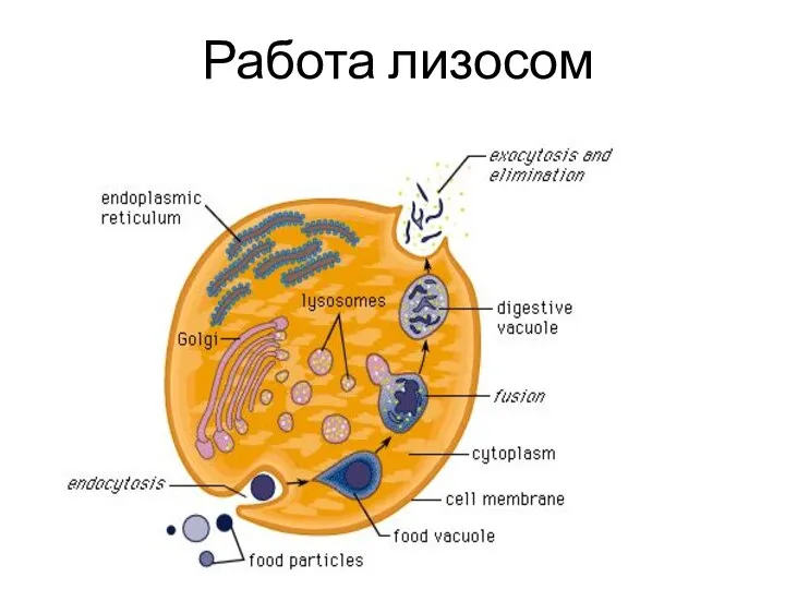 Работа лизосом