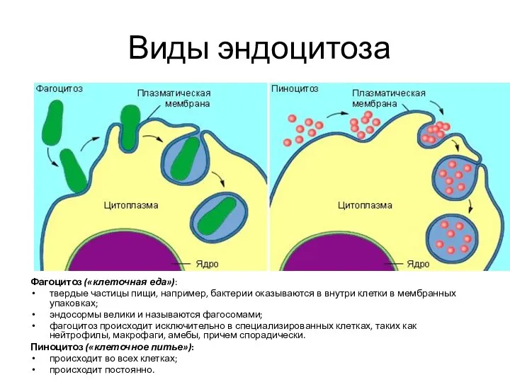 Виды эндоцитоза Фагоцитоз («клеточная еда»): твердые частицы пищи, например, бактерии оказываются в
