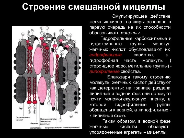 Строение смешанной мицеллы Эмульгирующее действие желчных кислот на жиры основано в первую