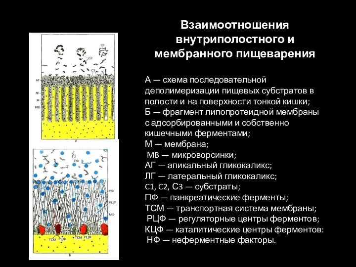 Взаимоотношения внутриполостного и мембранного пищеварения А — схема последовательной деполимеризации пищевых субстратов