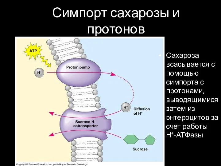 Симпорт сахарозы и протонов Сахароза всасывается с помощью симпорта с протонами, выводящимися