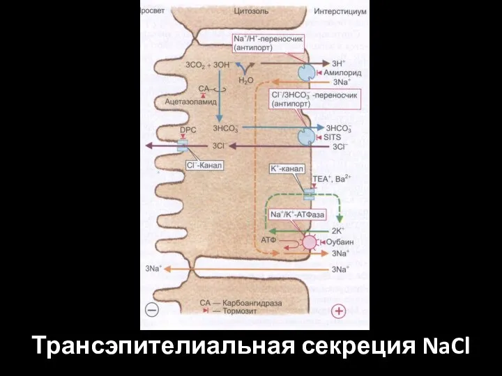 Трансэпителиальная секреция NaCl