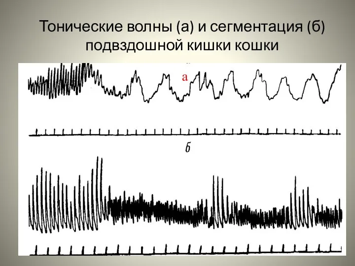 Тонические волны (а) и сегментация (б) подвздошной кишки кошки а
