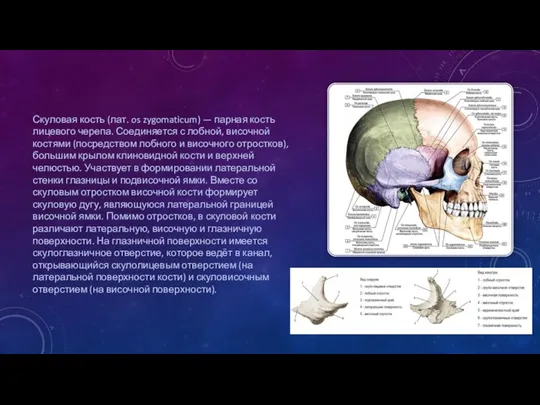 Скуловая кость (лат. os zygomaticum) — парная кость лицевого черепа. Соединяется с