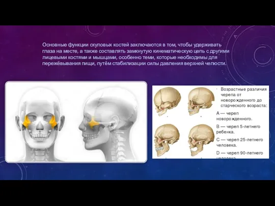 Основные функции скуловых костей заключаются в том, чтобы удерживать глаза на месте,