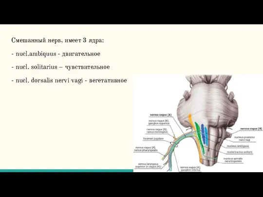 Смешанный нерв, имеет 3 ядра: - nucl.ambiquus - двигательное - nucl. solitarius