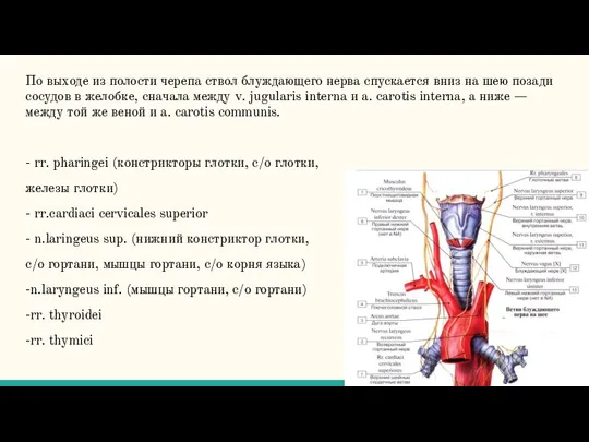 По выходе из полости черепа ствол блуждающего нерва спускается вниз на шею