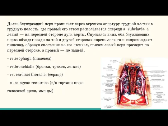 Далее блуждающий нерв проникает через верхнюю апертуру грудной клетки в грудную полость,