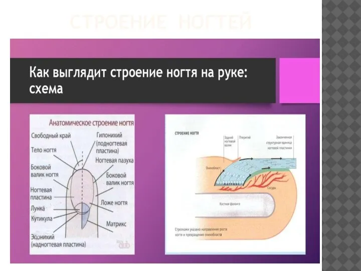 СТРОЕНИЕ НОГТЕЙ