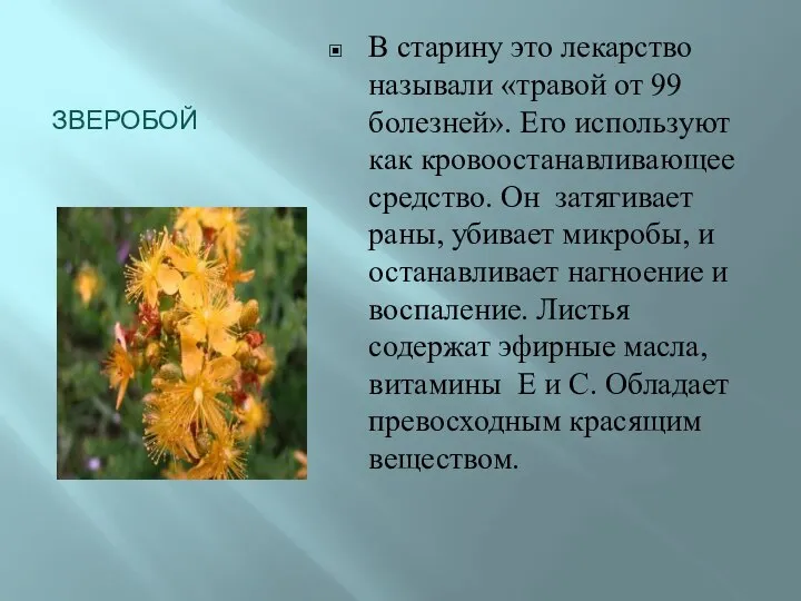 ЗВЕРОБОЙ В старину это лекарство называли «травой от 99 болезней». Его используют