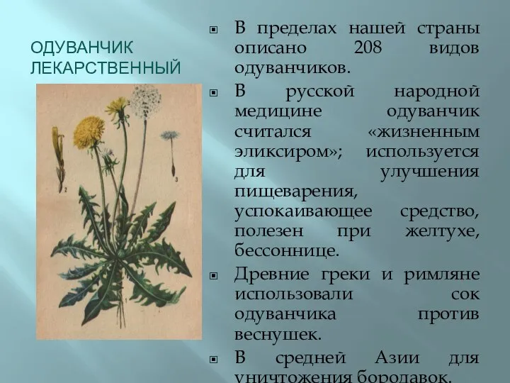 ОДУВАНЧИК ЛЕКАРСТВЕННЫЙ В пределах нашей страны описано 208 видов одуванчиков. В русской