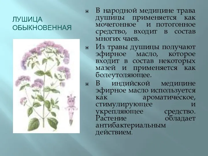 ЛУШИЦА ОБЫКНОВЕННАЯ В народной медицине трава душицы применяется как мочегонное и потогонное