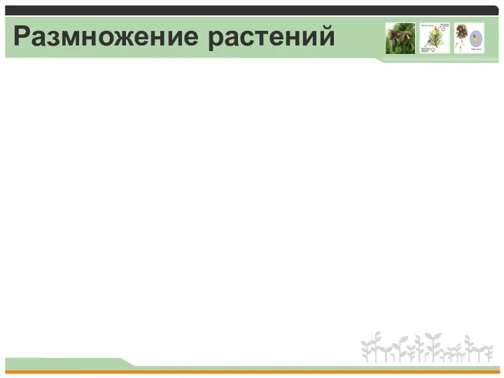 Размножение растений Растения Споровые Семенные