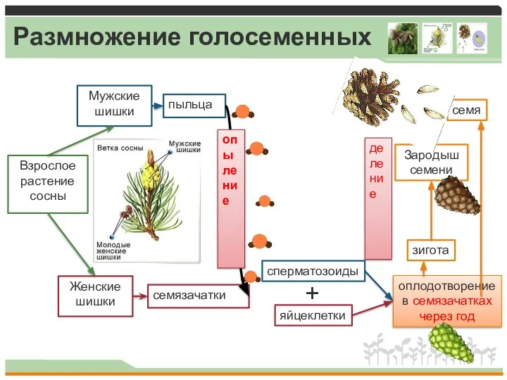 Размножение голосеменных