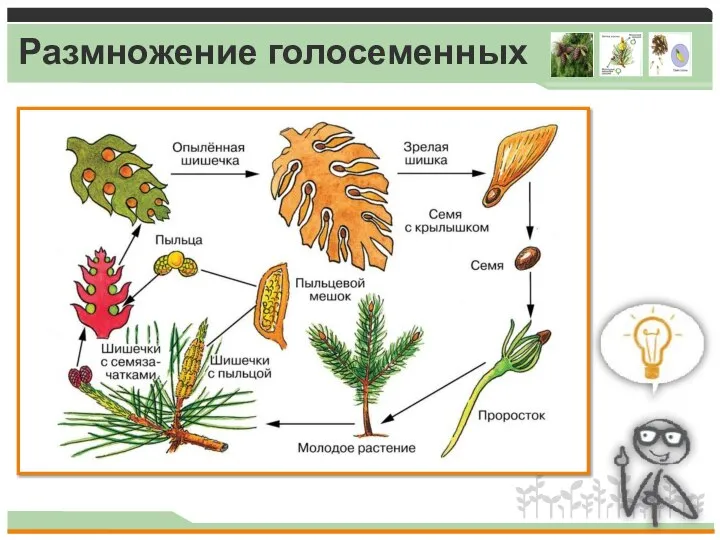 Размножение голосеменных