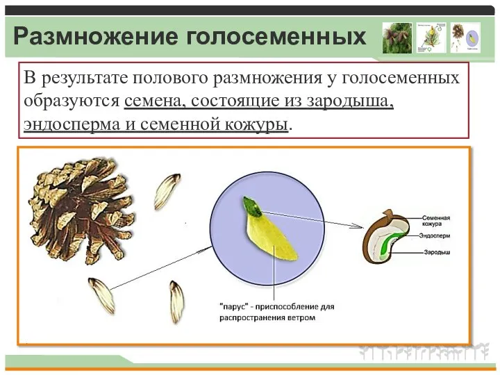 Размножение голосеменных В результате полового размножения у голосеменных образуются семена, состоящие из