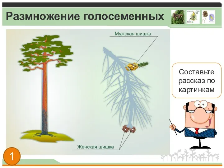 Размножение голосеменных Составьте рассказ по картинкам 1