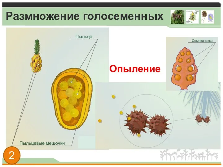 Размножение голосеменных Опыление 2