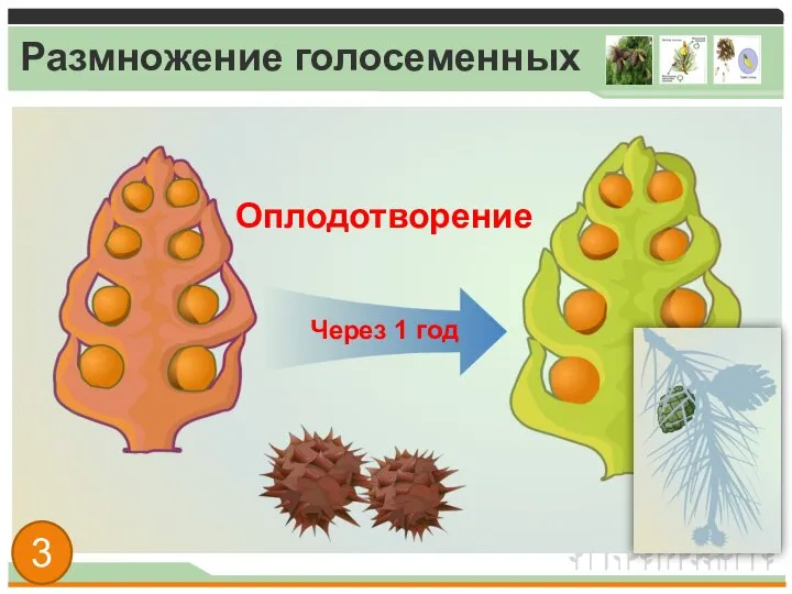 Размножение голосеменных Оплодотворение Через 1 год 3