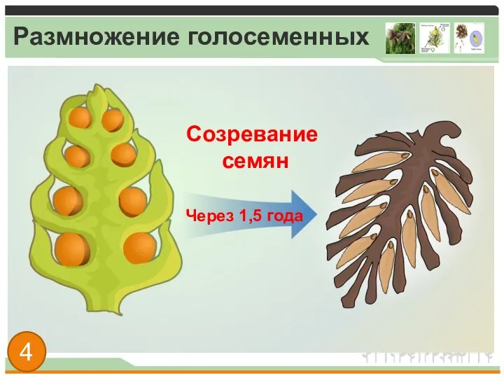 Размножение голосеменных Созревание семян Через 1,5 года 4