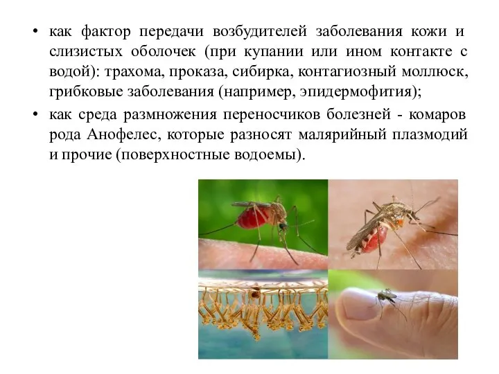 как фактор передачи возбудителей заболевания кожи и слизистых оболочек (при купании или