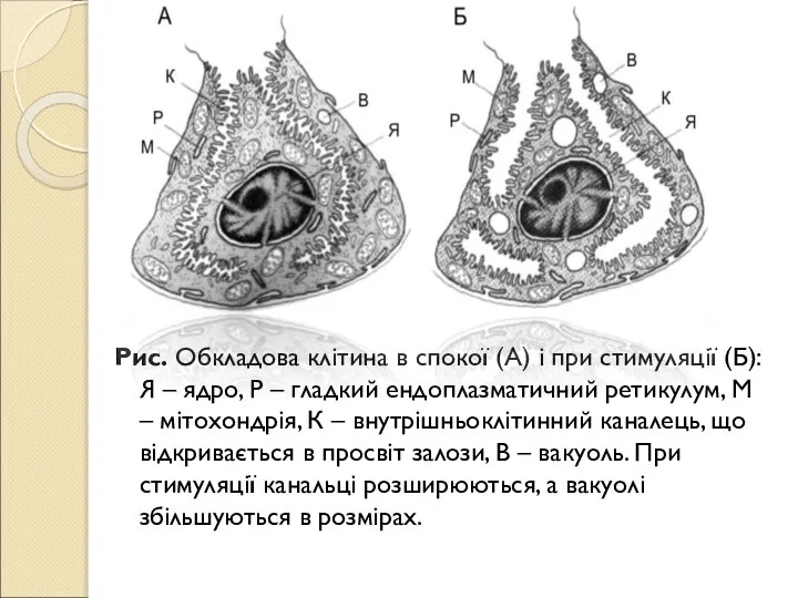 Рис. Обкладова клітина в спокої (А) і при стимуляції (Б): Я –