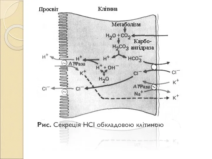 Рис. Секреція НСІ обкладовою клітиною