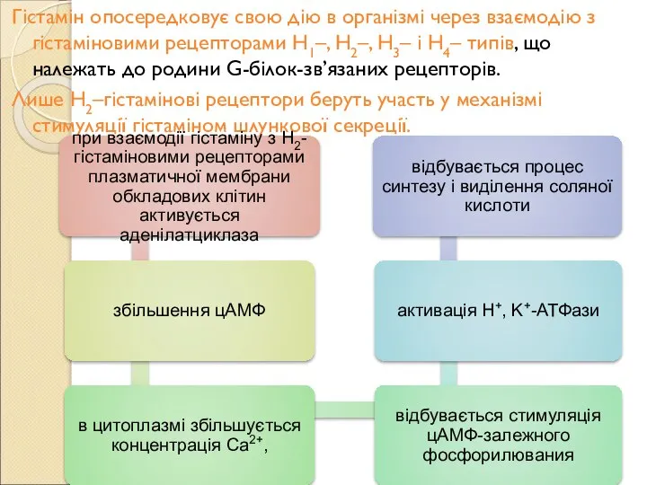 Гістамін опосередковує свою дію в організмі через взаємодію з гістаміновими рецепторами Н1–,