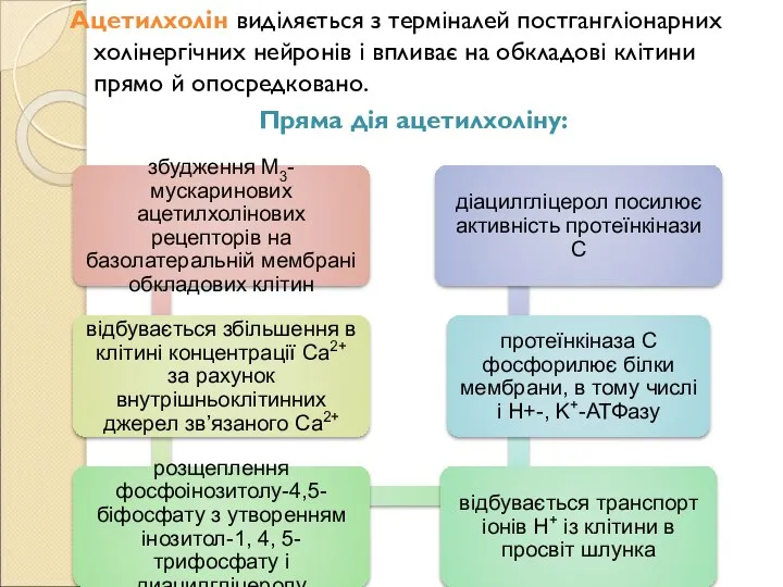 Ацетилхолін виділяється з терміналей постгангліонарних холінергічних нейронів і впливає на обкладові клітини