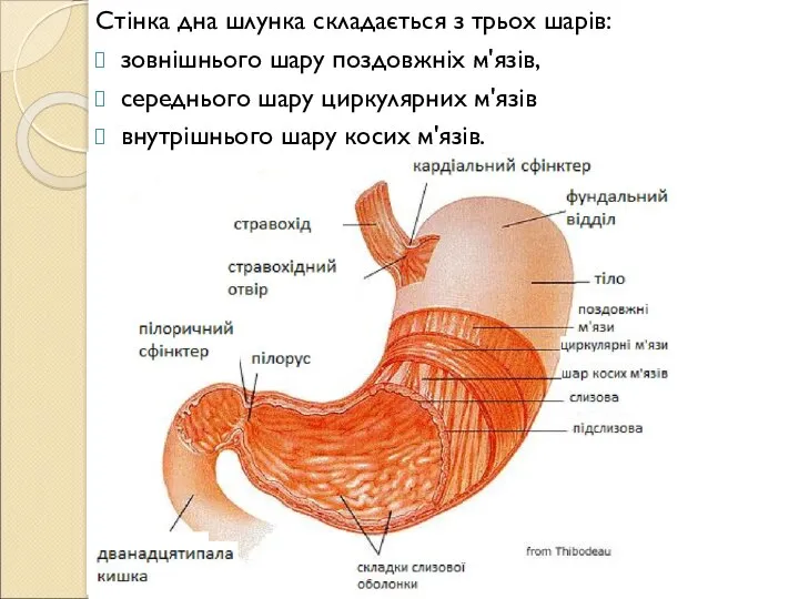 Стінка дна шлунка складається з трьох шарів: зовнішнього шару поздовжніх м'язів, середнього