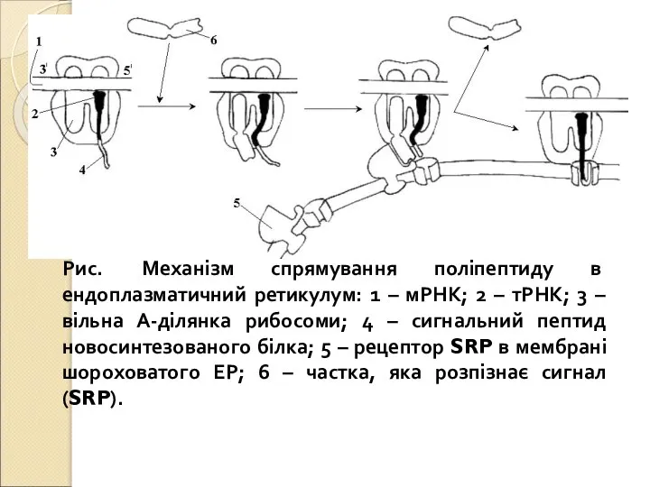 Рис. Механізм спрямування поліпептиду в ендоплазматичний ретикулум: 1 – мРНК; 2 –