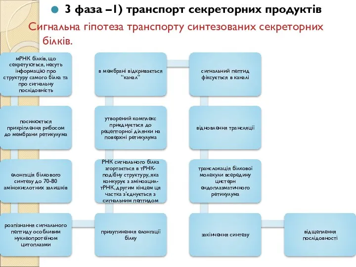 3 фаза –1) транспорт секреторних продуктів Сигнальна гіпотеза транспорту синтезованих секреторних білків.