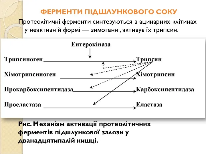 ФЕРМЕНТИ ПІДШЛУНКОВОГО СОКУ Протеолітичні ферменти синтезуються в ацинарних клітинах у неактивній формі