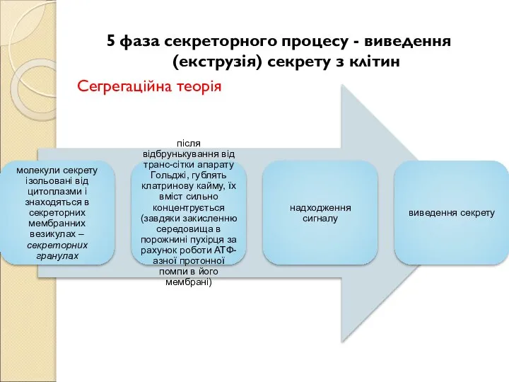 5 фаза секреторного процесу - виведення (екструзія) секрету з клітин Сегрегаційна теорія