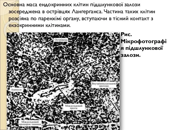 Основна маса ендокринних клітин підшлункової залози зосереджена в острівцях Лангерганса. Частина таких