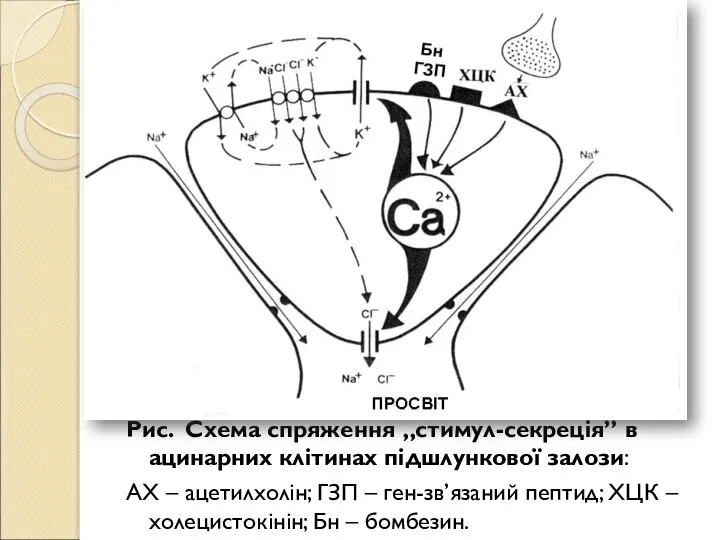 Рис. Схема спряження „стимул-секреція” в ацинарних клітинах підшлункової залози: АХ – ацетилхолін;