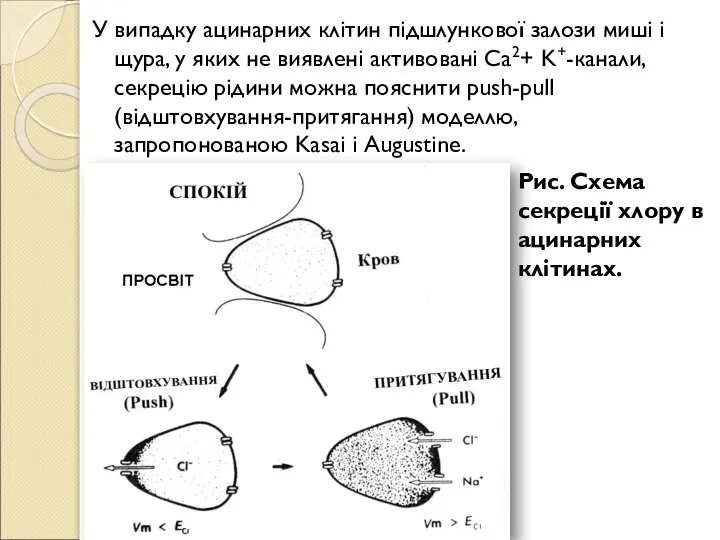 У випадку ацинарних клітин підшлункової залози миші і щура, у яких не