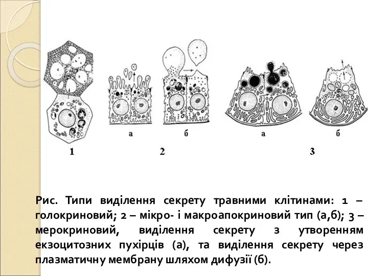 Рис. Типи виділення секрету травними клітинами: 1 – голокриновий; 2 – мікро-