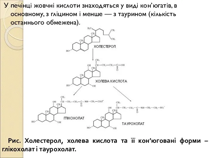 У печінці жовчні кислоти знаходяться у виді кон’югатів, в основному, з гліцином